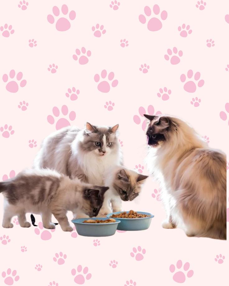 Feeding & Treat-Time