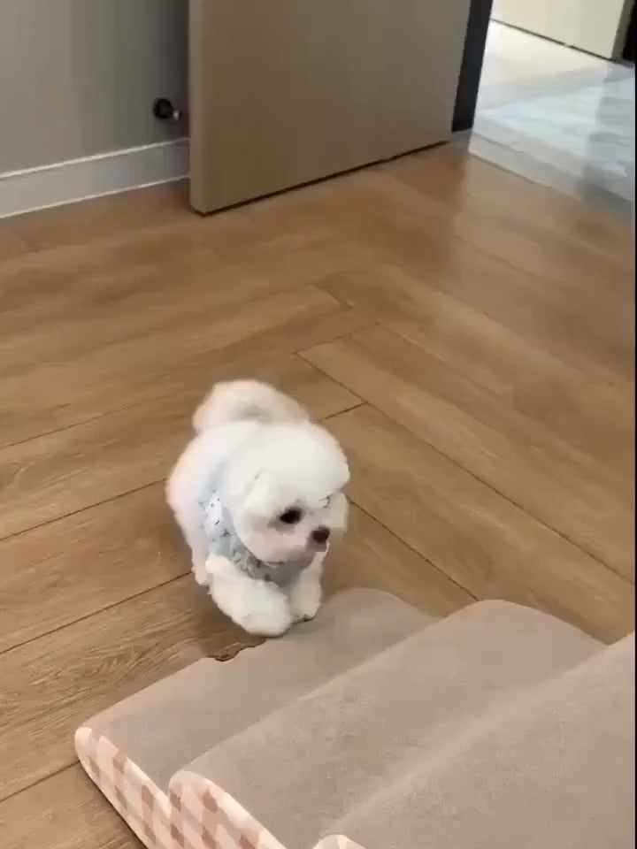 Bark & Buff™ Pet Portable Ramp & Stairs