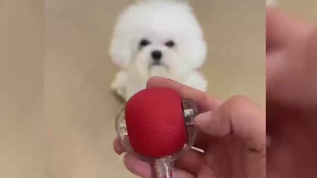 Bark & Buff™ Automatic Rolling Pet Ball